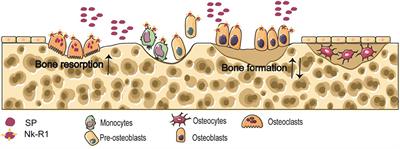 The Role of Substance P in the Regulation of Bone and Cartilage Metabolic Activity
